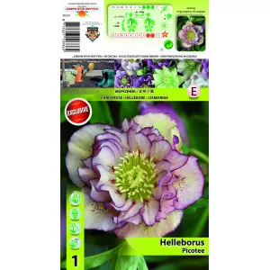 Kukurik (Helleborus) Double Ellen Picotee