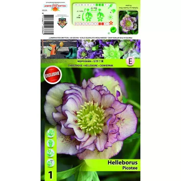 Kukurik (Helleborus) Double Ellen Picotee