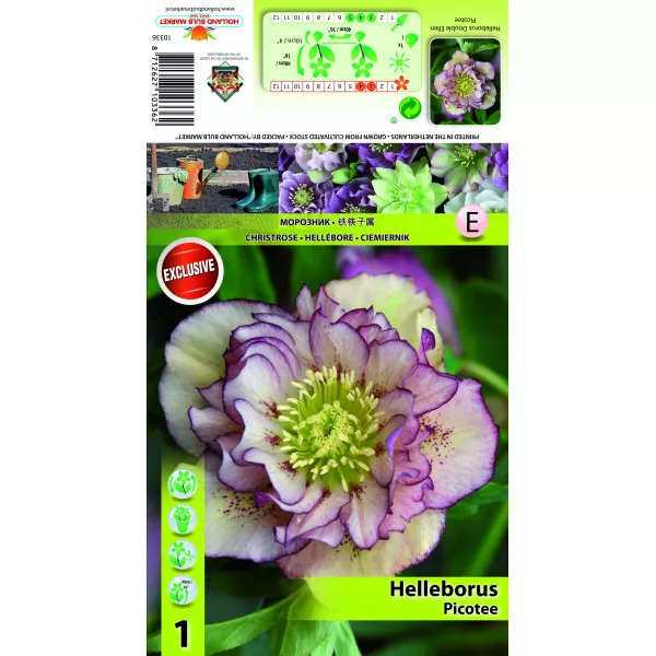 Kukurik (Helleborus) Double Ellen Picotee