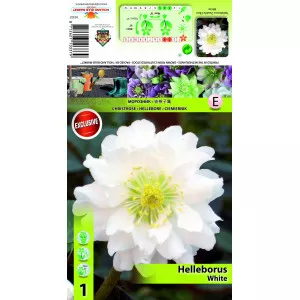 Kukurik (Helleborus) Double Ellen bijeli