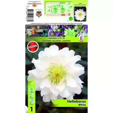 Kukurik (Helleborus) Double Ellen bijeli