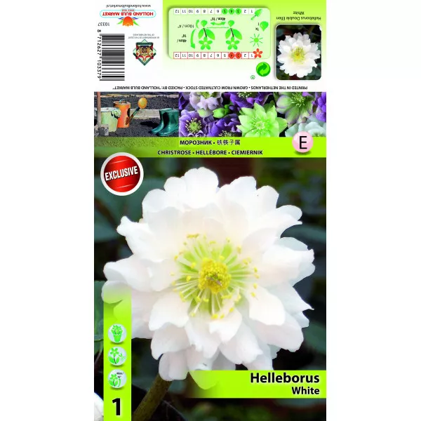 Kukurik (Helleborus) Double Ellen bijeli