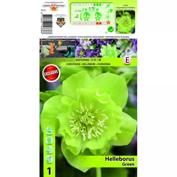 Kukurik (Helleborus) Double Ellen zeleni