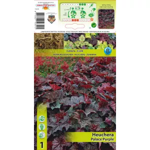 Heuchera Palace Purple