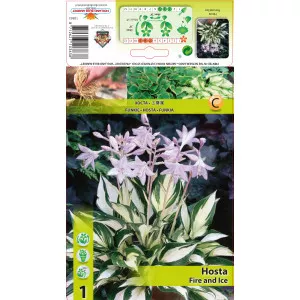 Hosta Fire and Ice