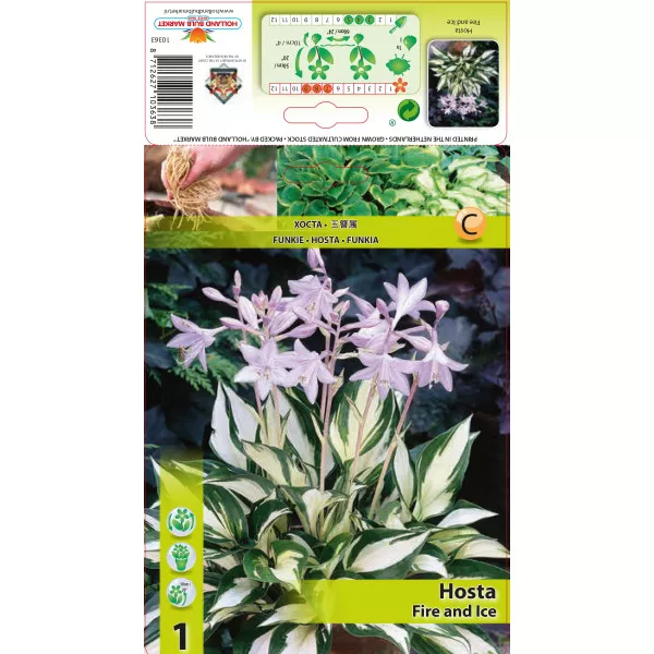 Hosta Fire and Ice