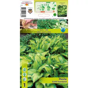 Hosta Gold Standard