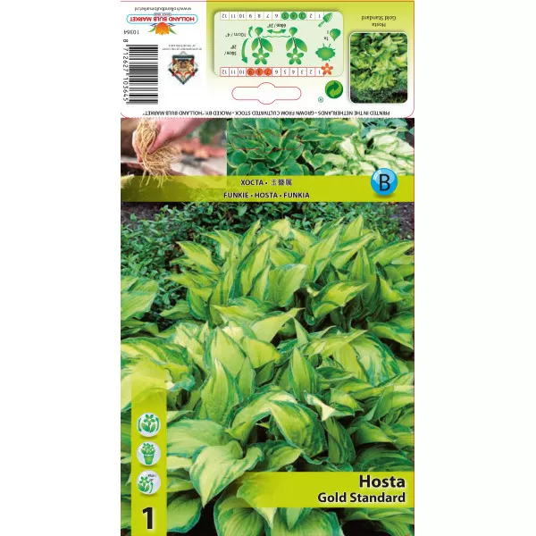 Hosta Gold Standard