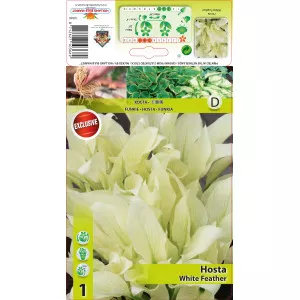 Hosta White Feather