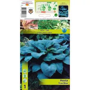 Hosta True Blue