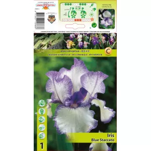 Perunika (Iris germanica) Blue Staccato