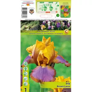 Perunika (Iris germanica) Brown Lasso