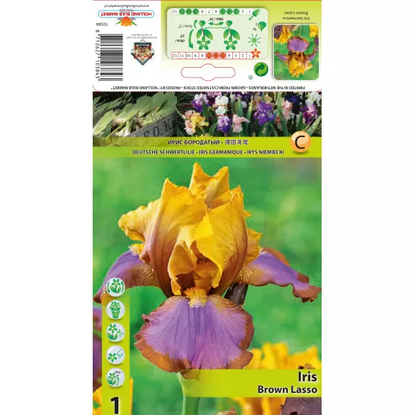 Perunika (Iris germanica) Brown Lasso