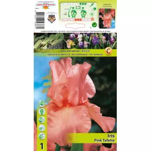 Perunika (Iris germanica) Pink Tafette