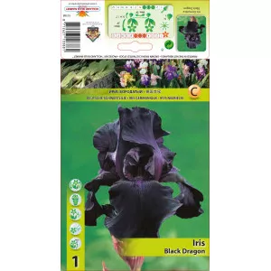 Perunika (Iris germanica) Black Dragon