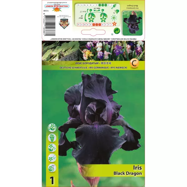 Perunika (Iris germanica) Black Dragon