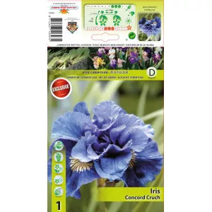 Sibirska perunika Concord Crush