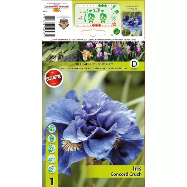 Sibirska perunika Concord Crush