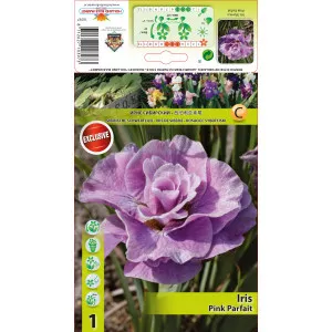 Sibirska perunika Pink Parfait