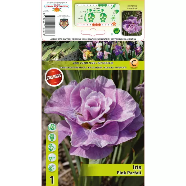 Sibirska perunika Pink Parfait
