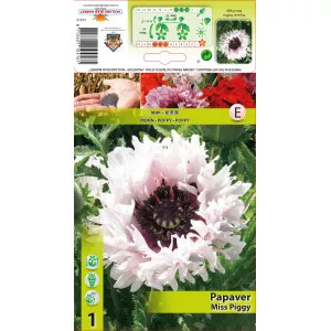 Vrtni mak (Papaver) Miss Piggy Ruffles