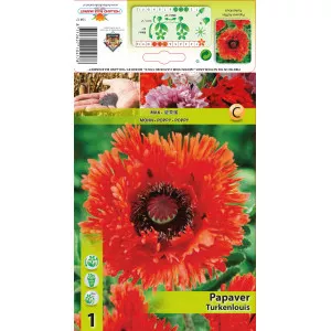 Vrtni mak (Papaver) Ruffles Turkenlouis