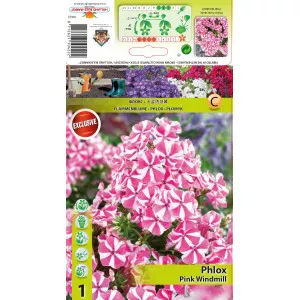 Floks Pink Windmill