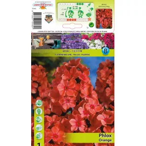 Floks paniculata narančasti