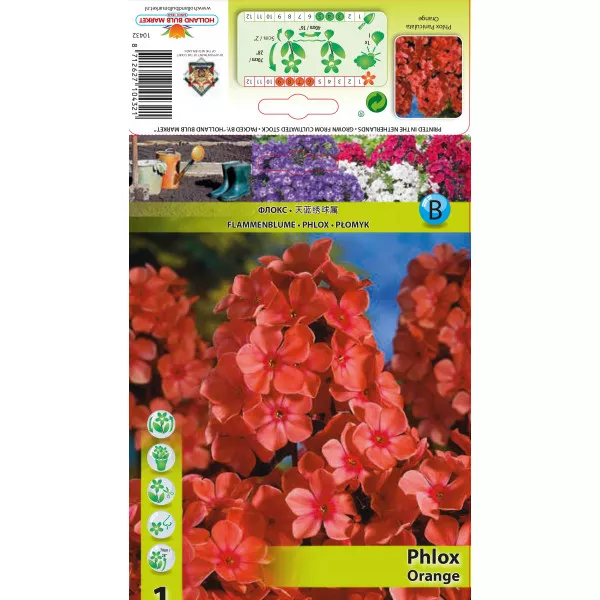 Floks paniculata narančasti