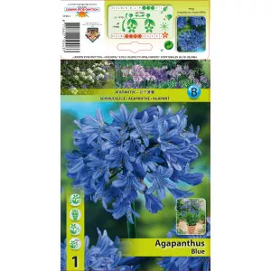 Afrički ljiljan (Agapanthus) plavi