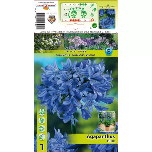 Afrički ljiljan (Agapanthus) plavi