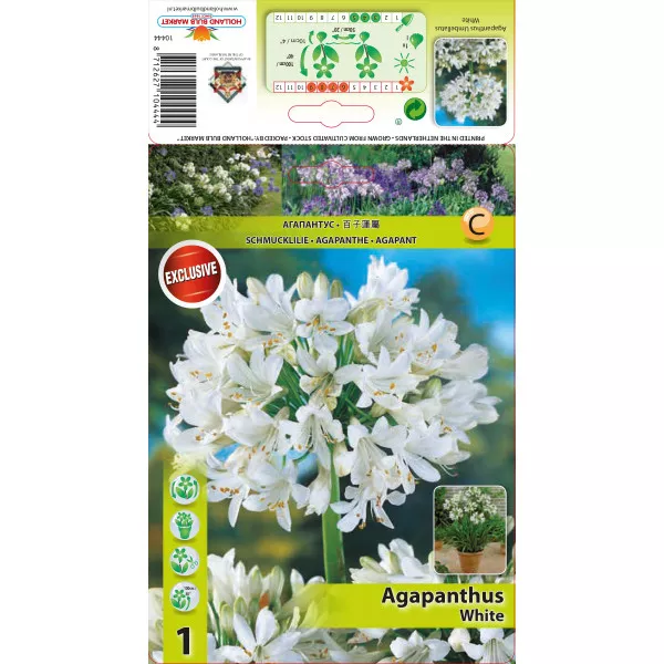 Afrički ljiljan (Agapanthus) bijeli
