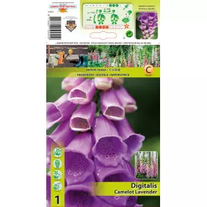 Digitalis Camelot Lavender