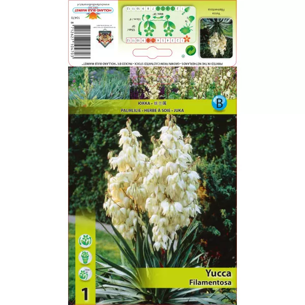 Yucca filamentosa