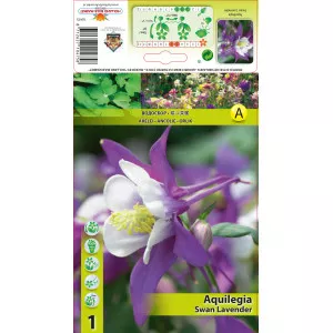 Pakujac (Aquilegia) Swan Lavender