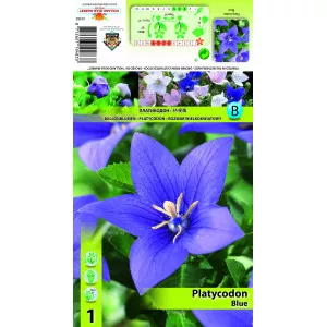 Balon cvijet (Platycodon) plavi