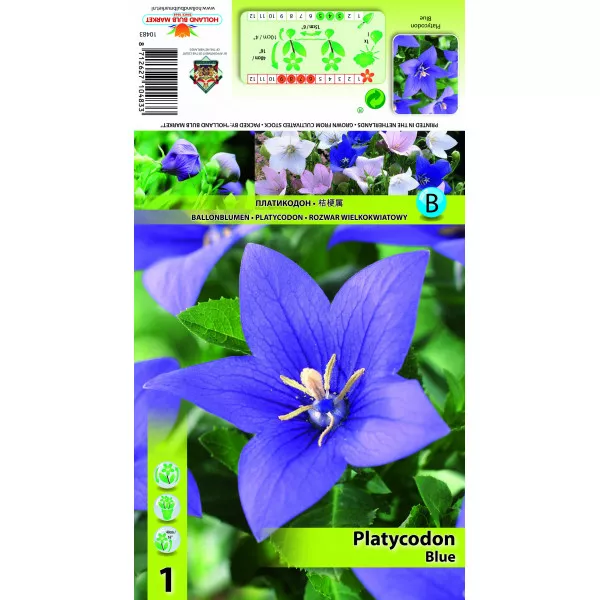 Balon cvijet (Platycodon) plavi