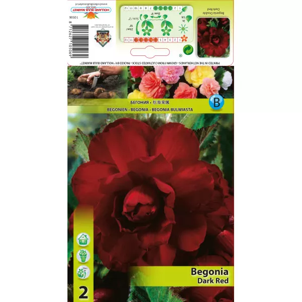 Dvostruka begonija tamnocrvena