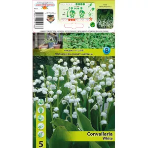 Đurđica (Convallaria majalis) bijela