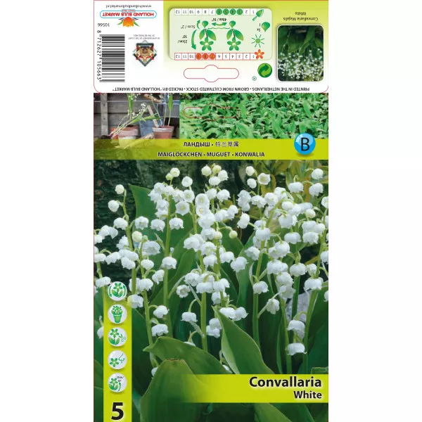 Đurđica (Convallaria majalis) bijela