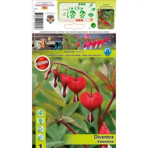 Dicentra Valentine