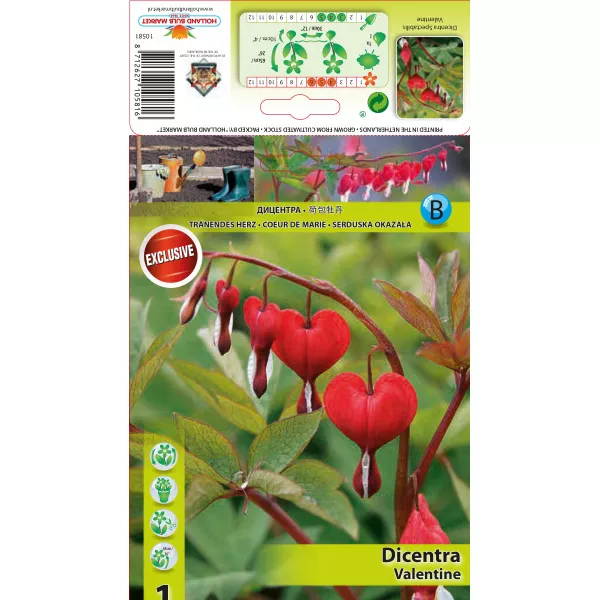 Dicentra Valentine