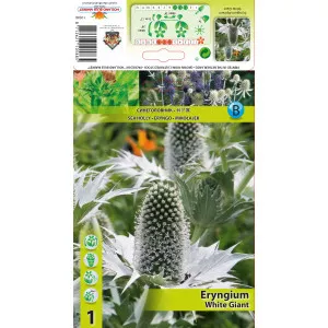 Eryngium White Giant
