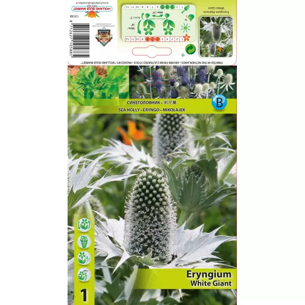 Eryngium White Giant