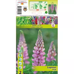 Lupin ružičasti