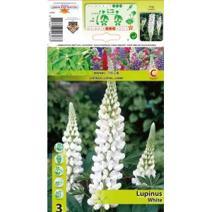 Lupin bijeli