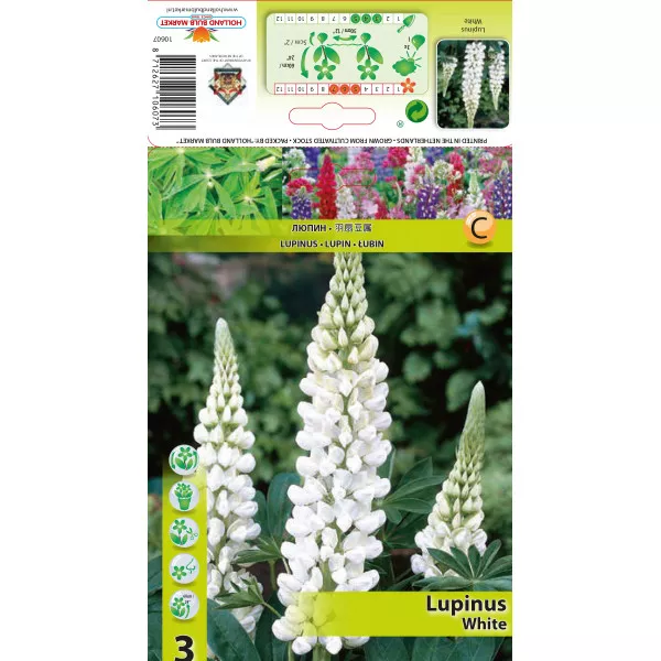 Lupin bijeli