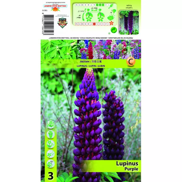 Lupin ljubičasti