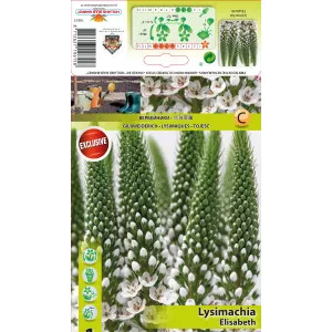Lysimachia Elisabeth