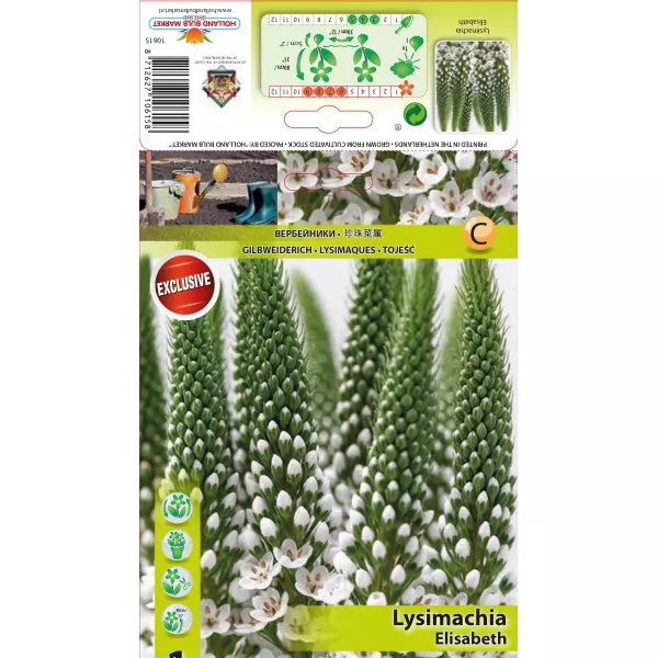Lysimachia Elisabeth